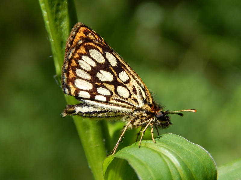 Hesperidae da confermare